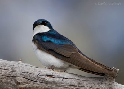 Tree Swallow