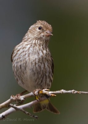 Pine Siskin