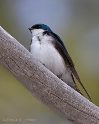 Tree Swallow