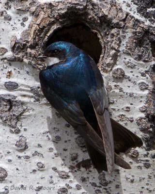 Tree Swallow