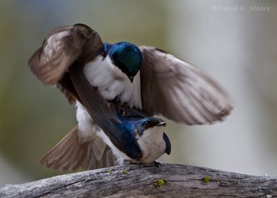 Tree Swallows
