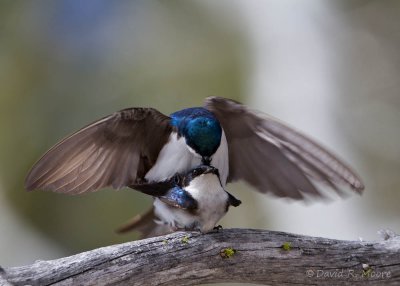 Tree Swallows