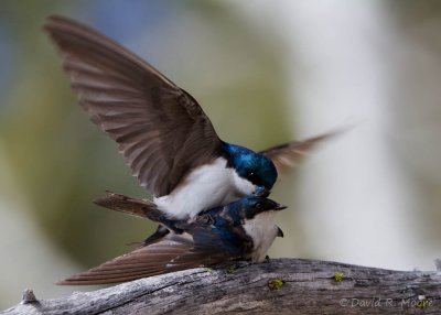 Tree Swallows