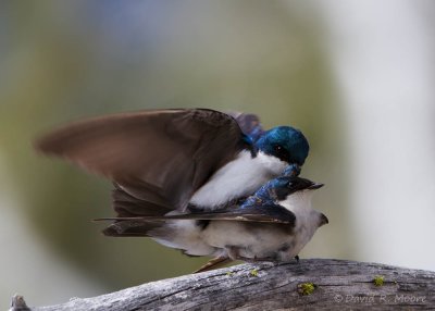 Tree Swallows