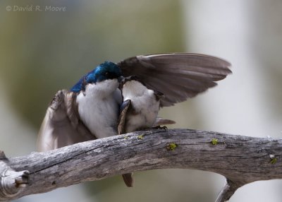 Tree Swallows