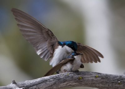 Tree Swallows