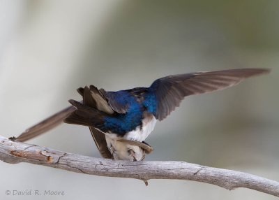 Tree Swallows