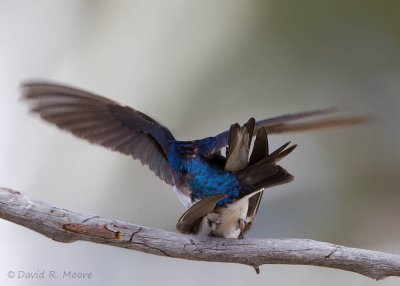 Tree Swallows