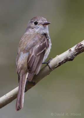 Dusky Flycatcher