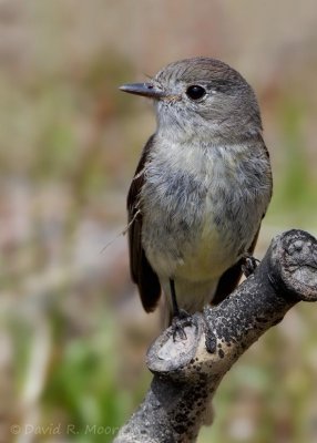 Dusky Flycatcher