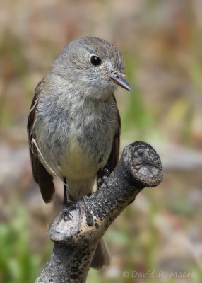 Dusky Flycatcher