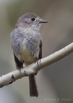 Dusky Flycatcher