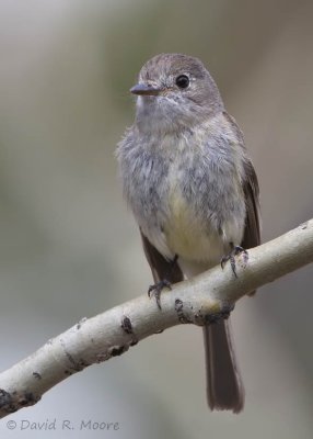 Dusky Flycatcher