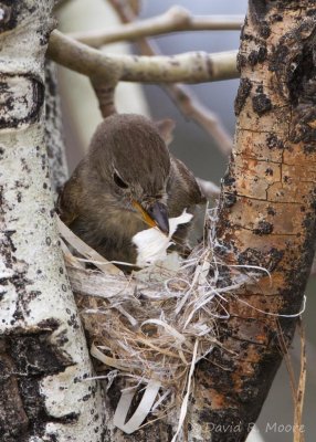 Dusky Flycatcher