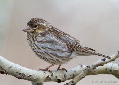 Cassin's Finch, female