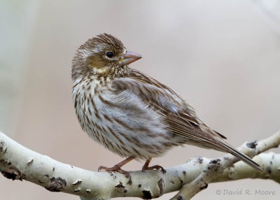 Cassin's Finch, female