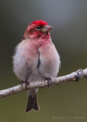 Cassin's Finch, male