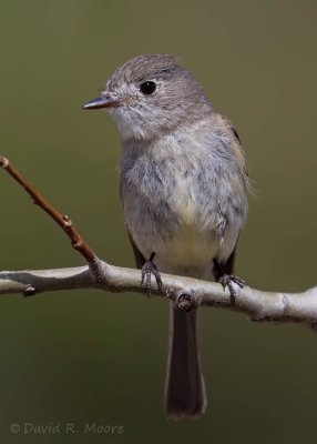 Dusky Flycatcher