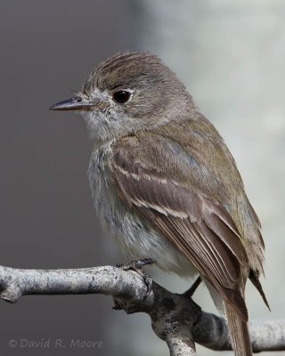 Dusky Flycatcher