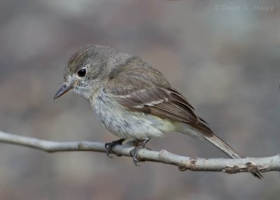 Dusky Flycatcher