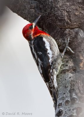 Red-breasted Sapsucker