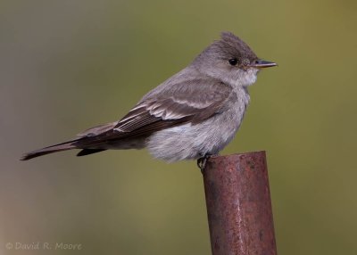 Western Wood-Pewee