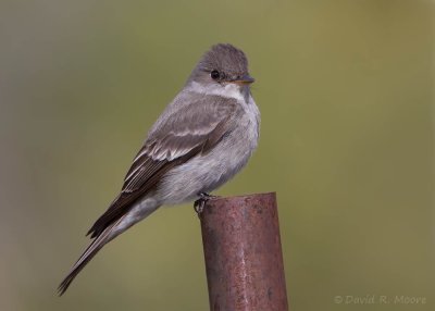 Western Wood-Pewee