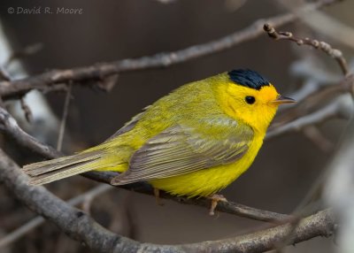 Wilson's Warbler
