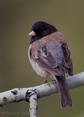Dark-eyed Junco