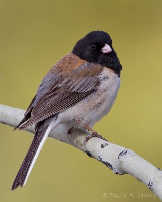 Dark-eyed Junco