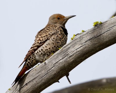 Northern Flicker