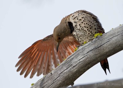 Northern Flicker