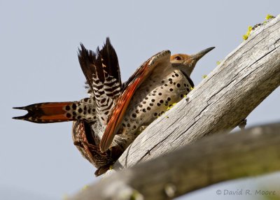 Northern Flickers
