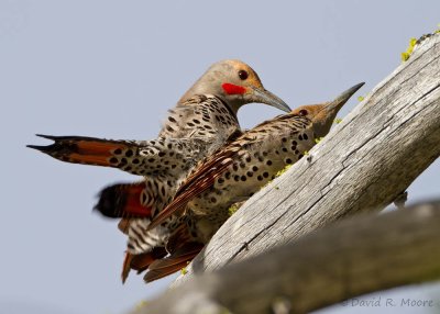 Northern Flickers