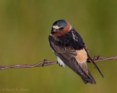 Cliff Swallow