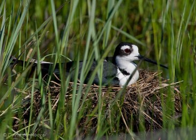 Black-necked Stilt