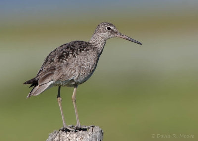 Willet