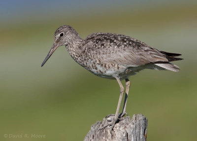 Willet