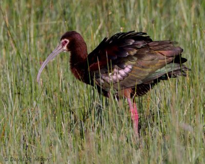 White-faced Ibis