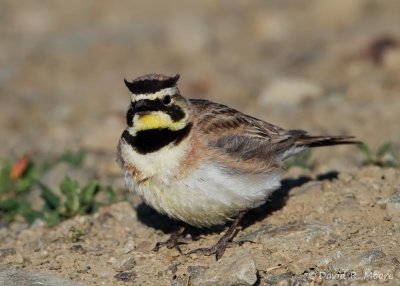 Horned Lark
