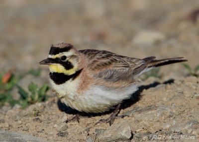 Horned Lark