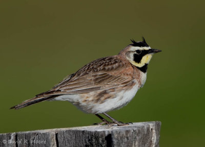 Horned Lark