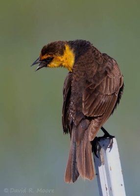 Yellow-headed Blackbird