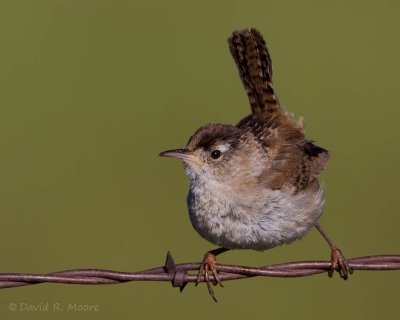Marsh Wren