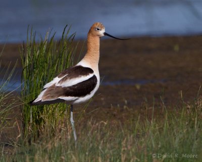 American Avocet