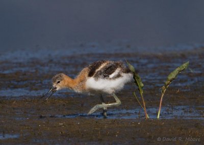 American Avocet