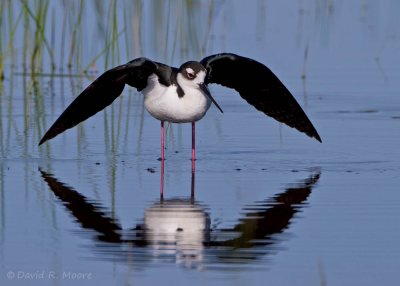 Black-necked Stilt