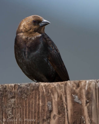 Brown-headed Cowbird