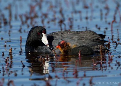 American Coot