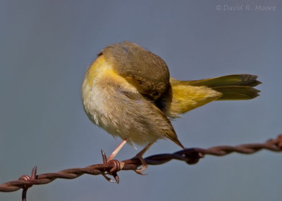 Common Yellowthroat
